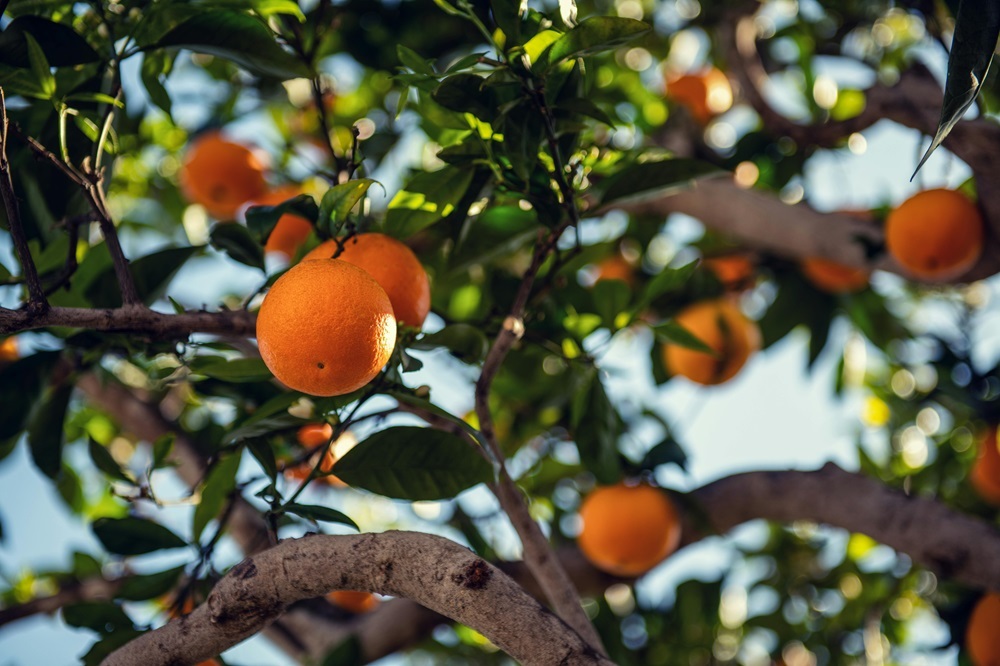 Mallorca Like a Local - Traditions & Experiences - The AgencyRE Mallorca