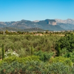 Where to Buy Property in Central Mallorca - The AgencyRE