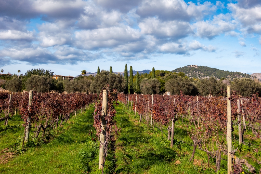 Vineyard nearby Pollença on an autumn day
